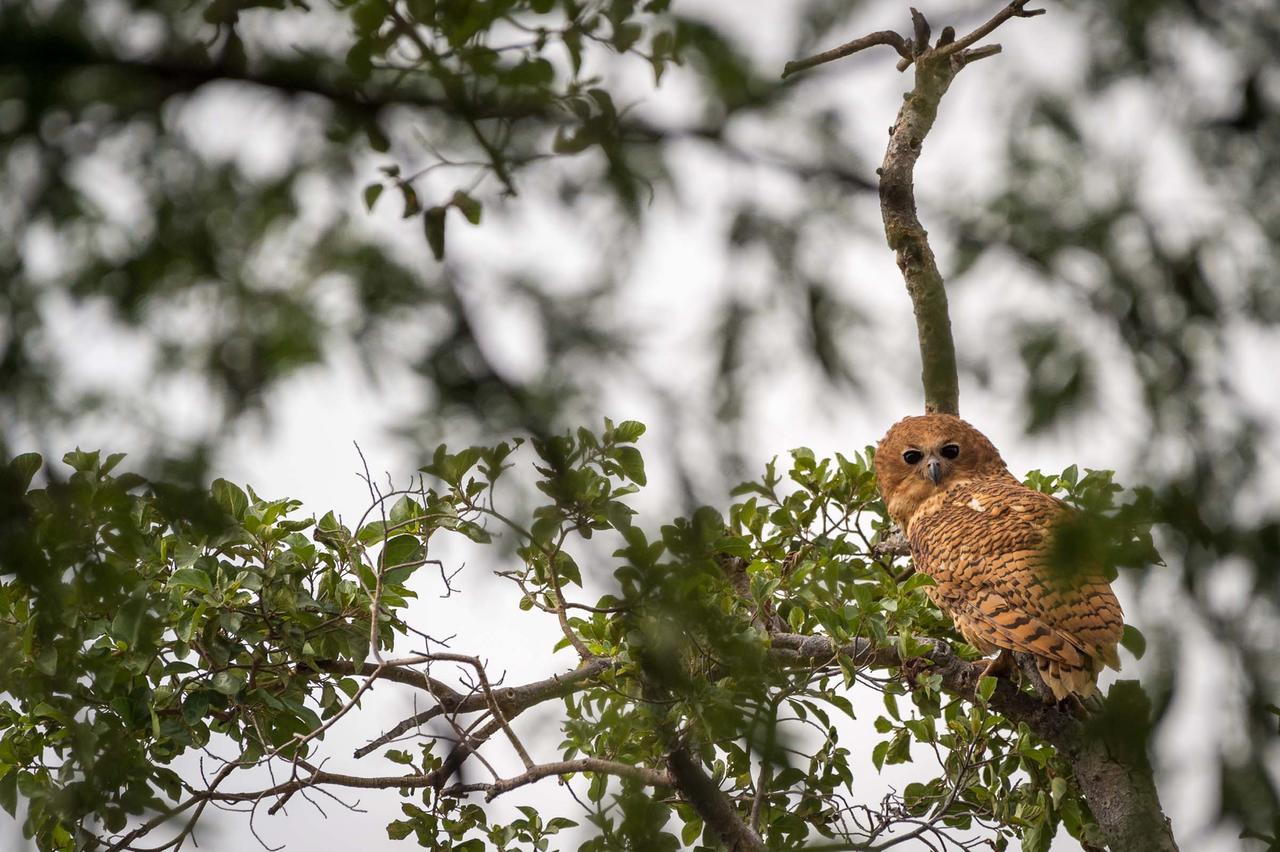 Rukiya Safari Camp Villa Hoedspruit Eksteriør bilde